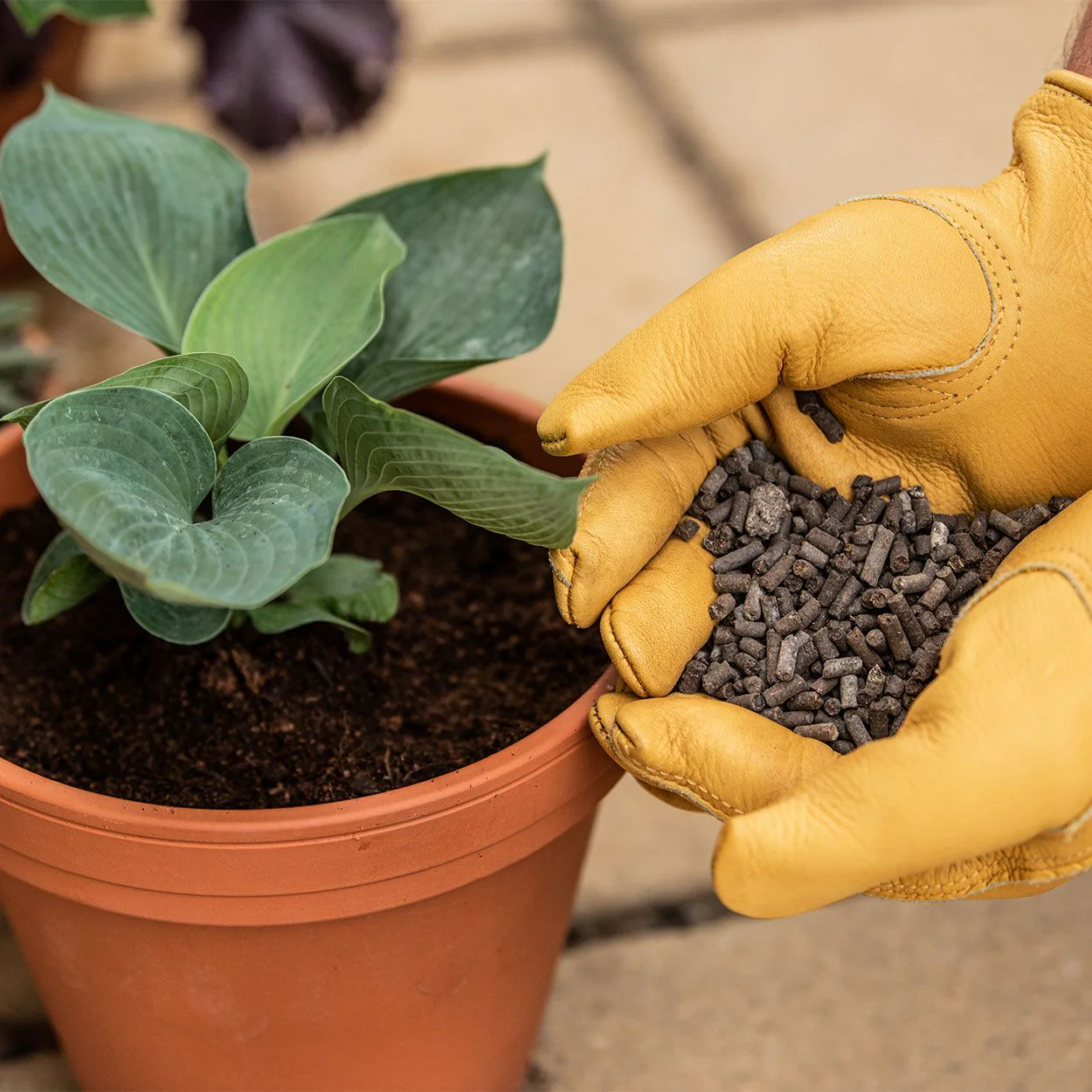 Growing Success Organic Slug Stop Pellets 2.25kg - Image 3