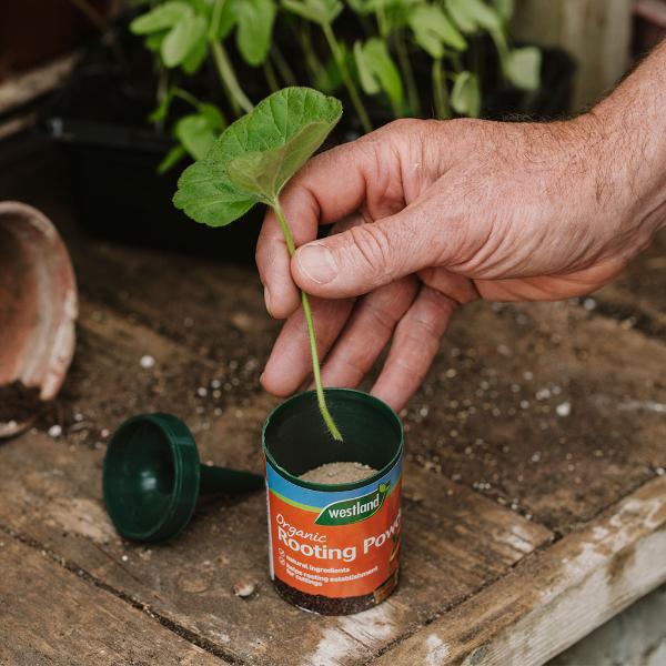 Westland Organic Rooting Powder 100g - Image 3